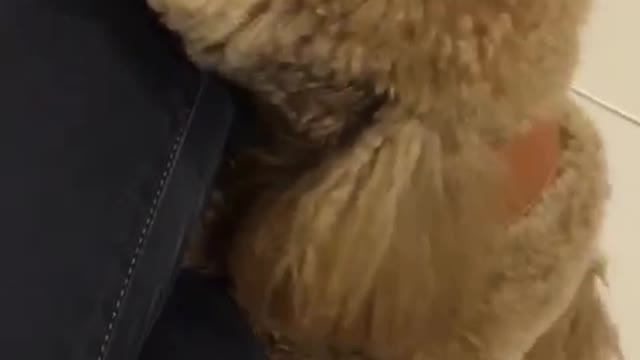 Cute dog ran to work and stopped the entire workflow