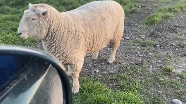 Angry Ram Asserts His Authority Over Car