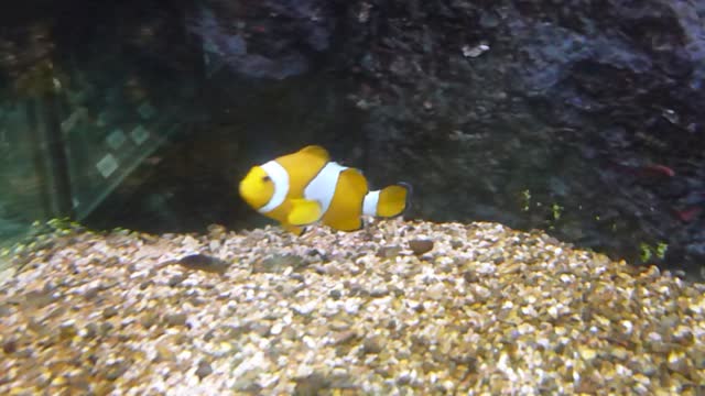 Nemo and Dori in real life