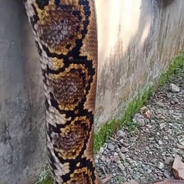 Ular terbesar di halaman rumah