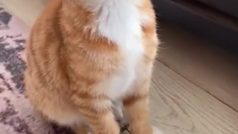 meow .. from tiktok @meowbowpets #shorts