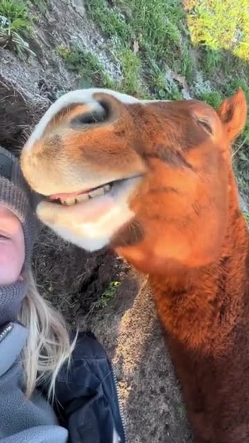 I've never heard a horse purr🥰🥰🥰