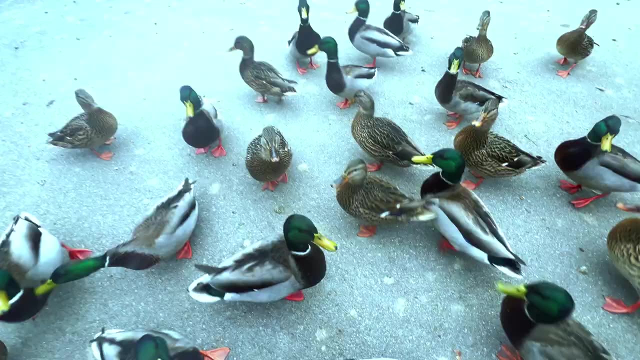 Beautiful Ducks