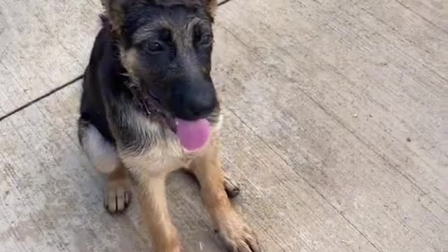 Part pup, part Alligator