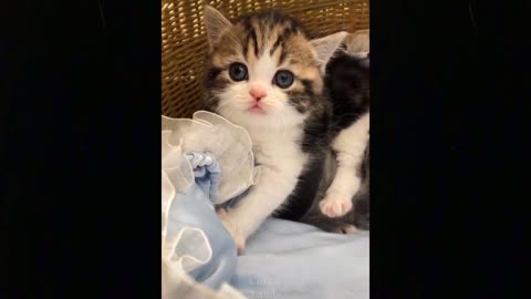 Real funny and Real cute pets