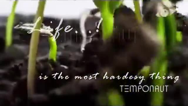The best motivational lesson by a Plant
