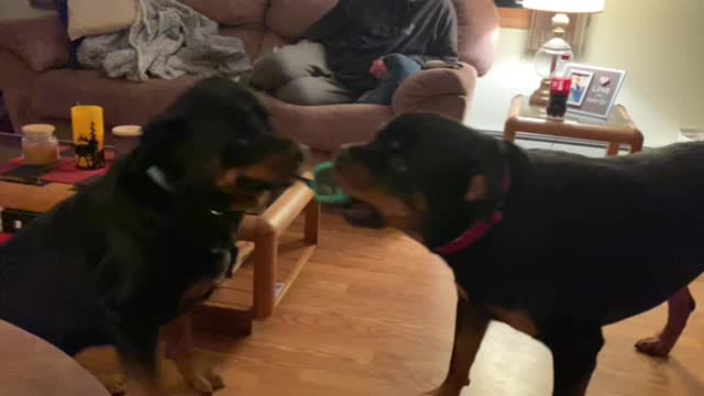 Rottie Brothers Tug Of War