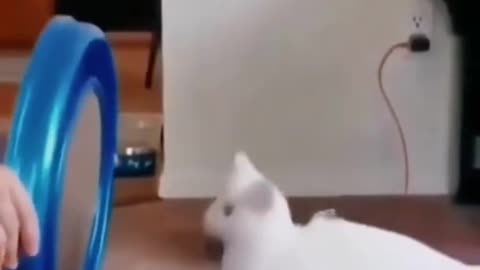 Cute Cat Videos