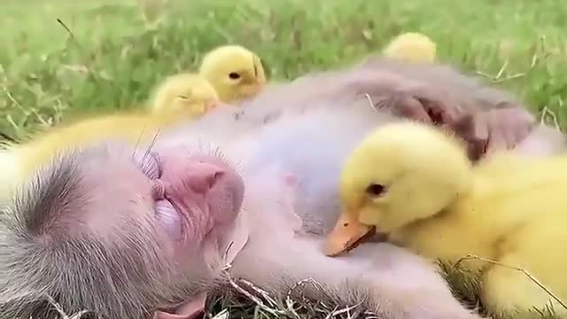 Lovely and Funny animals Lovely Monkeys Videos