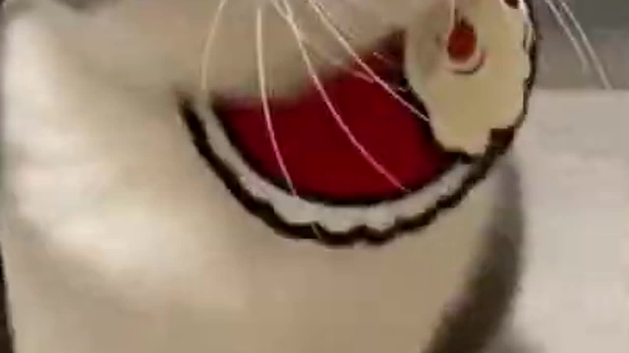 Funny cats