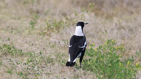 Australian Magpie at Kedron Brook Wetlands, Aug 2022