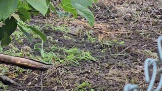 OMC! Guest stars: How many gophers are there in the chicken run? #gophers #chickens #chicken #shorts