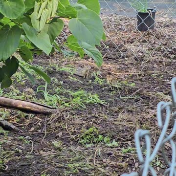 OMC! Guest stars: How many gophers are there in the chicken run? #gophers #chickens #chicken #shorts