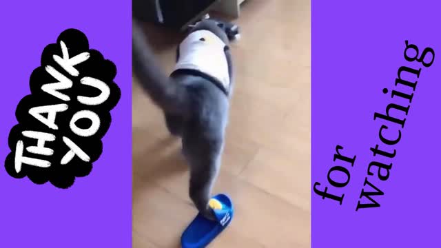 Funniest Cats Expression Video 😇