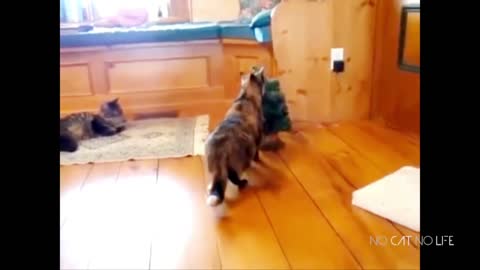 Cat and dog fun