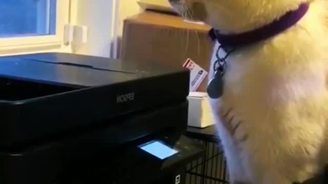 Funny Cats Shorts Video 😹