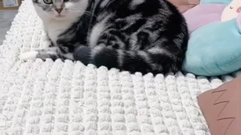 funny cat and dog video