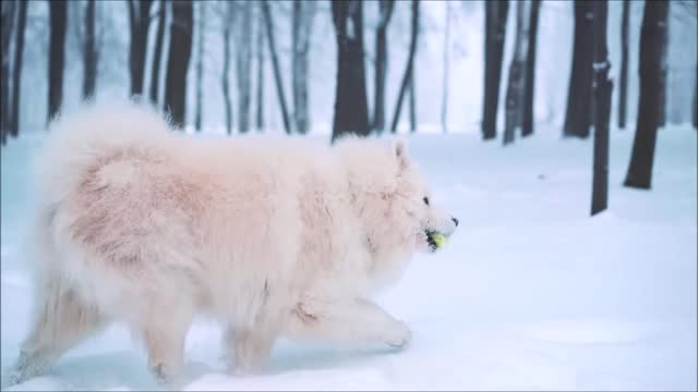 Snow_Dog