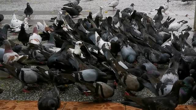 Feeding a pigeons