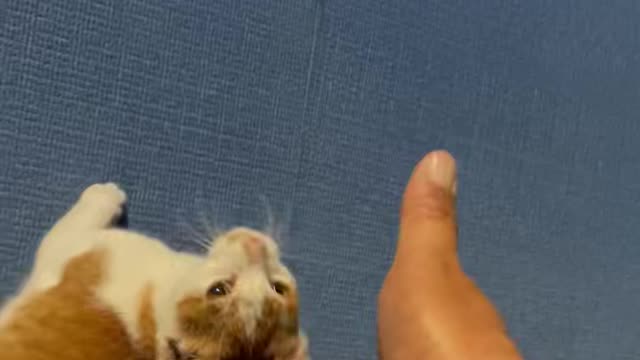 A cute cat I met on the street.
