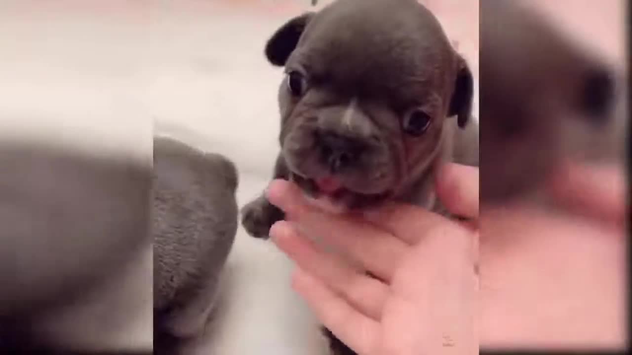 Dog Compilation
