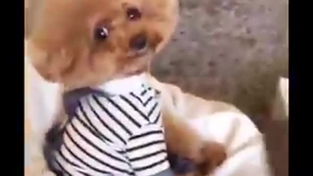 Funny Dog Watching Movie #Shorts