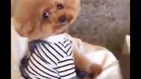 Funny Dog Watching Movie #Shorts