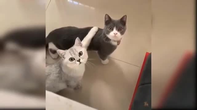 Cat couples don't want any interruption while doing romance๐๐๐