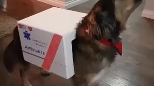 Funny Videos : Most Cute Dogtor... 😂😂