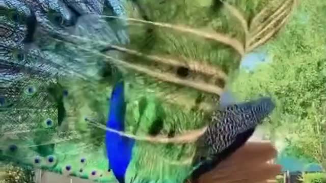 Feel the music with a beautiful Peacock's dance