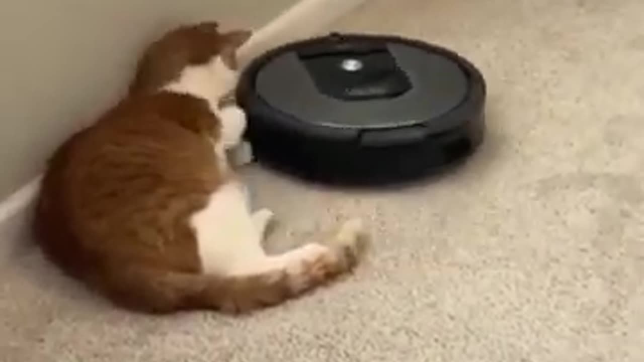 Funniest Dog and Cats - Funniest Animals