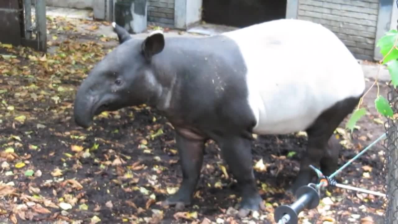 Tapir Sounds - Ever wondered what a Tapir sounds like? 2:42