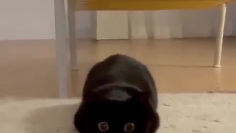❤ Funny Cats Videos ❤