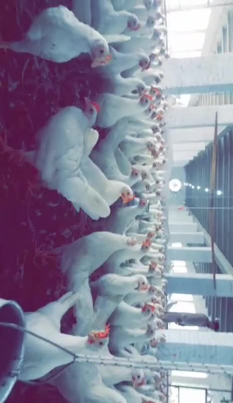 Amazing chicken Dance short 😀😊