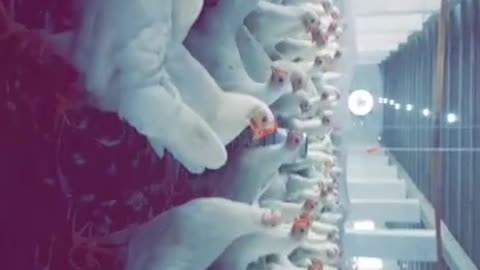 Amazing chicken Dance short 😀😊