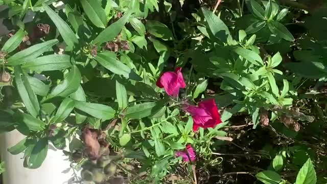 Beautiful flowers and grass, a gift from nature