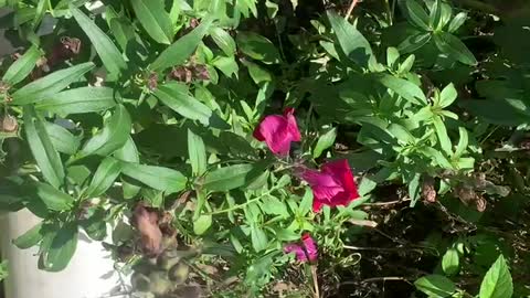 Beautiful flowers and grass, a gift from nature