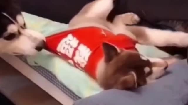 Funny Cats and dogs videos #SHORTS #CATS #DOGS #funny #funny dogs videos #funny cats video