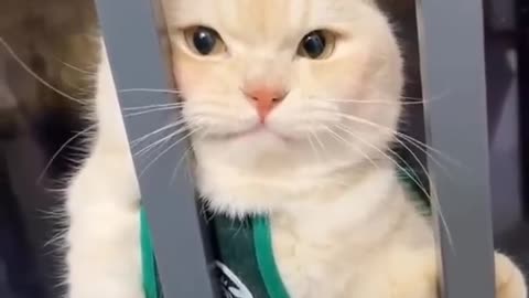 😂funny animal videos that i found for you