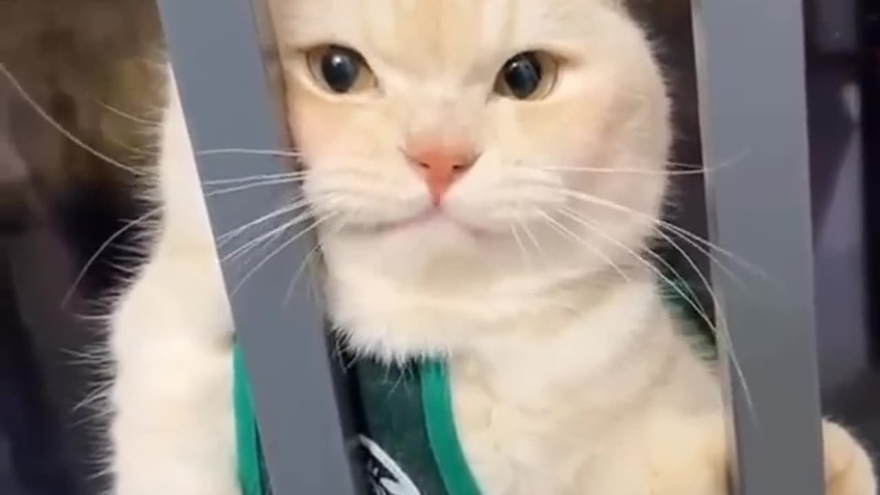 😂funny animal videos that i found for you