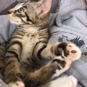 My Baby Cat Newborn vs Right Now