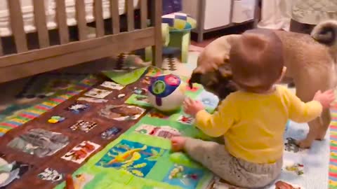 Cute Dogs and Babies are Best Friends - WE LAUGH