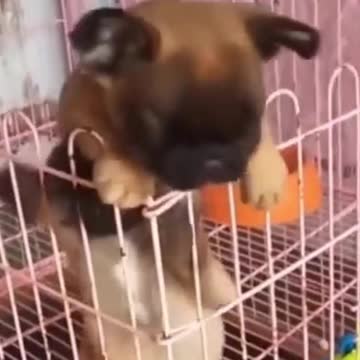 CATS AND DOGS ! SO CUTE OMG LOL Funniest lil PETS