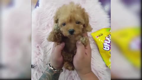 Baby Dogs - Cute and Funny Dog Videos Compilation #3 | Aww Animals