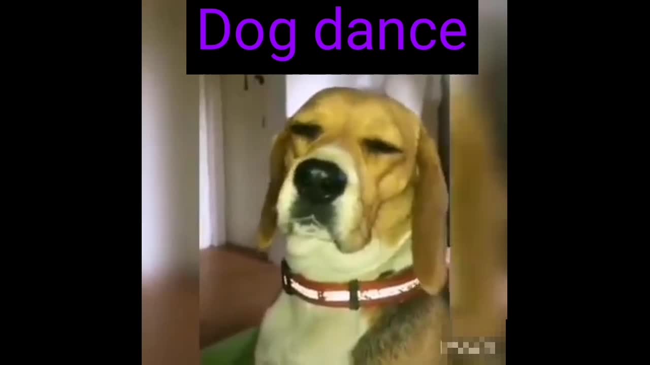 dog dance with song