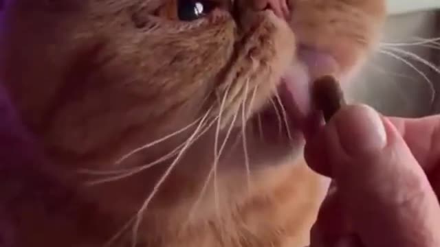 Baby Cats - Cute and Funny Cat Videos