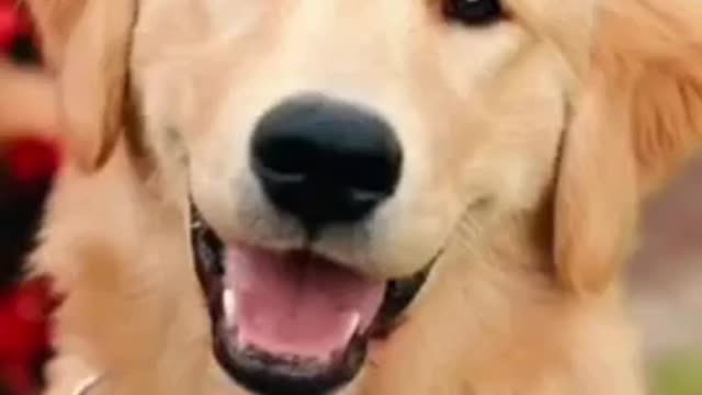 Golden puppy video 🐕
