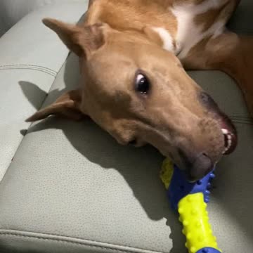 Daniel enjoys a good chew 👇 See the Description for a Surprise!