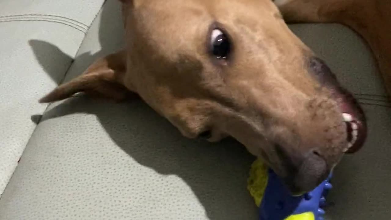 Daniel enjoys a good chew 👇 See the Description for a Surprise!