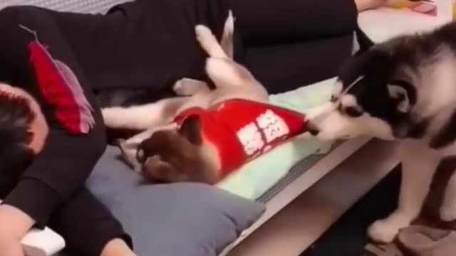 Stingy Husky wants to sleep with owner